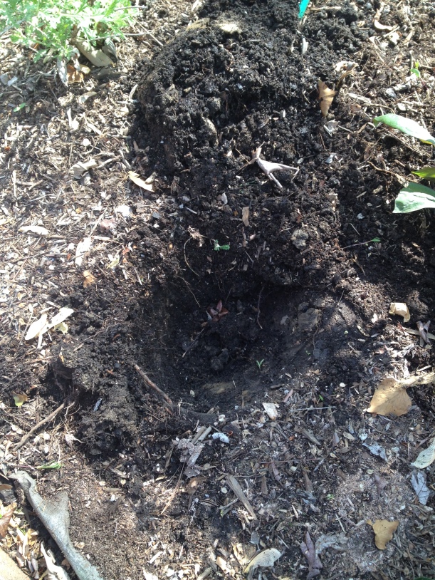 After three years of adding lots of compost to my clay soil, the structure is finally improving