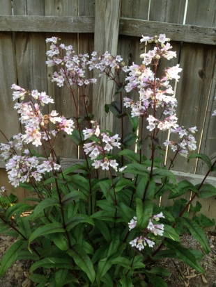 I love the delicate pink and white blooms on the deeply hued stems of penstemon.