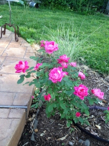 Ribbon grass grows behind this pink rose.