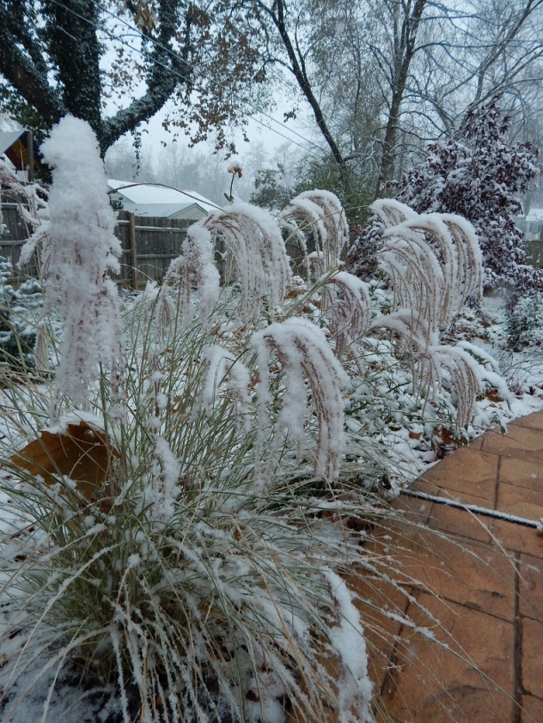 The grasses plumes drape gracefully under the weight of a wet snow.