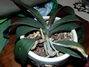 Orchid #1 doesn't seem so happy, even though I have treated it the same way as its sibling orchid. What gives?