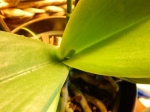 Orchid #2 leaf growth (640x480)