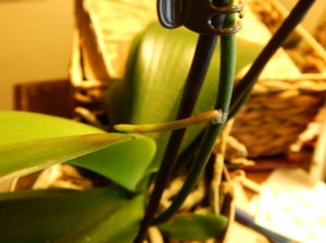 Orchid #2 new growth