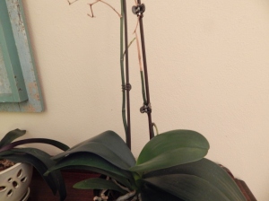Orchid #2 stems
