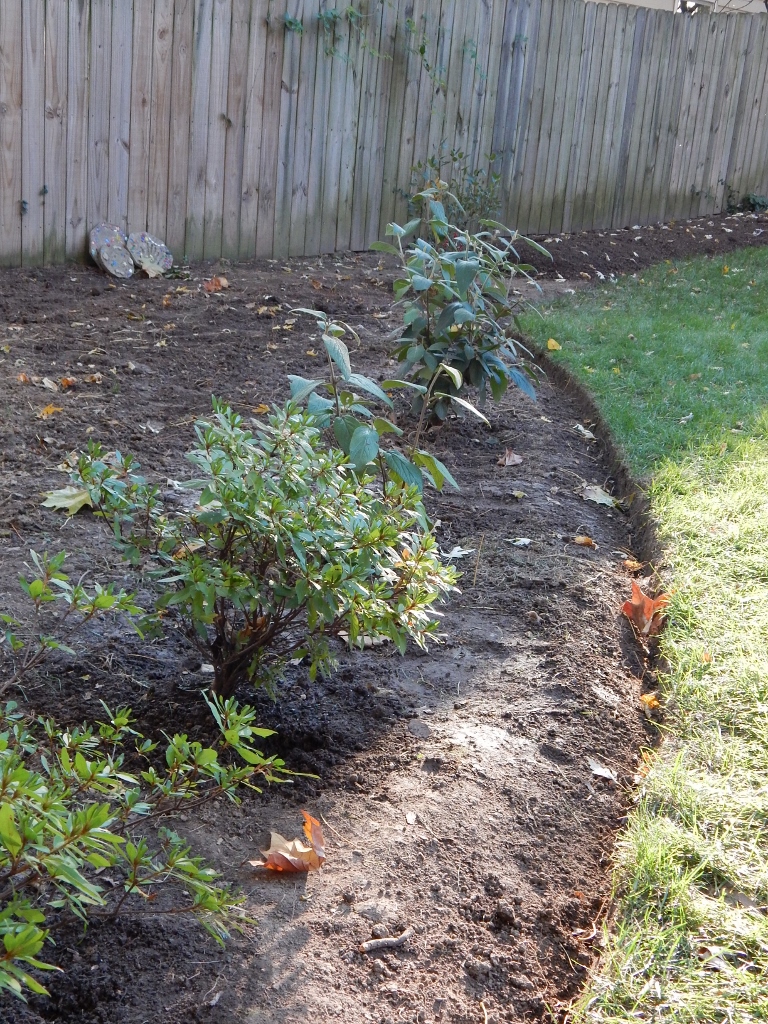 Replanted azaleas 2 (768x1024)