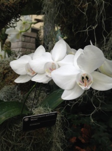 white aphrodite orchid