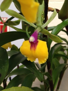 yellow purple orchid