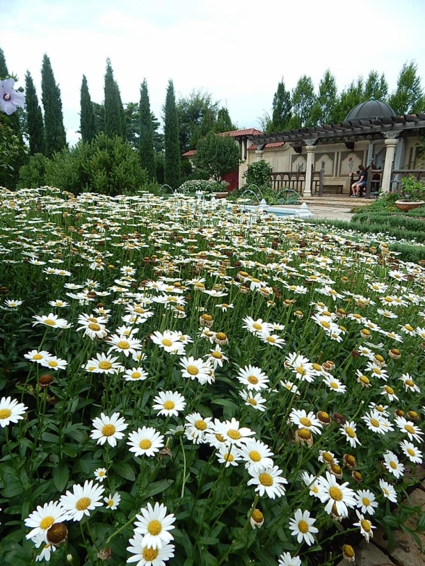 Ottoman Shasta daisy