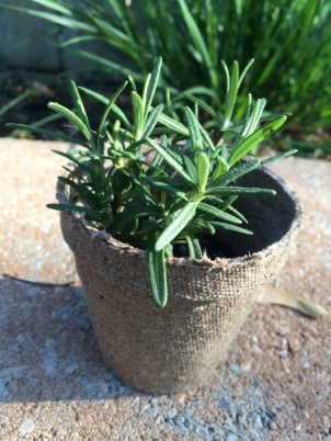 Rosemary peat pot (600x800)
